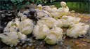 Image of Moulting Ducks