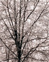 Image of Frost on Birch Tree, Anchorage, Alaska