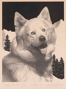 Image of Seegoo, the Sled Dog
