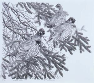 Image of Spruce Roost