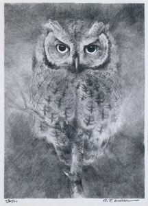 Image of Screech Owl
