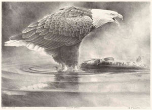 Image of Chilkat Eagle