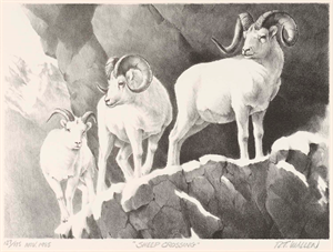 Image of Sheep Crossing