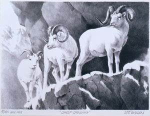 Image of Sheep Crossing