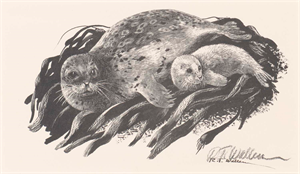 Image of Spotted Seals