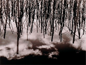 Image of Untitled [Birch trees in sky]