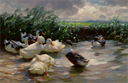 Image of Ducks in Green Water