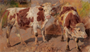 Image of Red Dappled Oxen in Two Positions, Heckbach