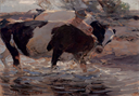 Image of Two Cattle in a Stream