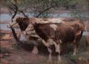Image of Oxen - Two Cows