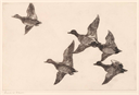 Image of Flying Widgeon