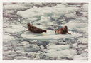 Image of Harbor Seals, Glacier Bay