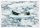 Image of Harbor Seals, Glacier Bay