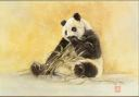 Image of Panda of Chengdu