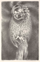 Image of Turn Head Owl