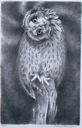 Image of Turn Head Owl