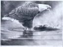 Image of Chilkat Eagle