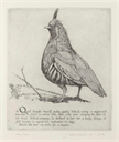 Image of Quail, from the series A Moral Alphabet of Vice and Folly