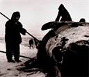 Image of Untitled [Butchering whale, Barrow, Alaska]