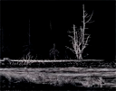 Image of Dead Tree, Turnagain Arm, Alaska