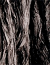 Image of Tree Bark, Carmel, California